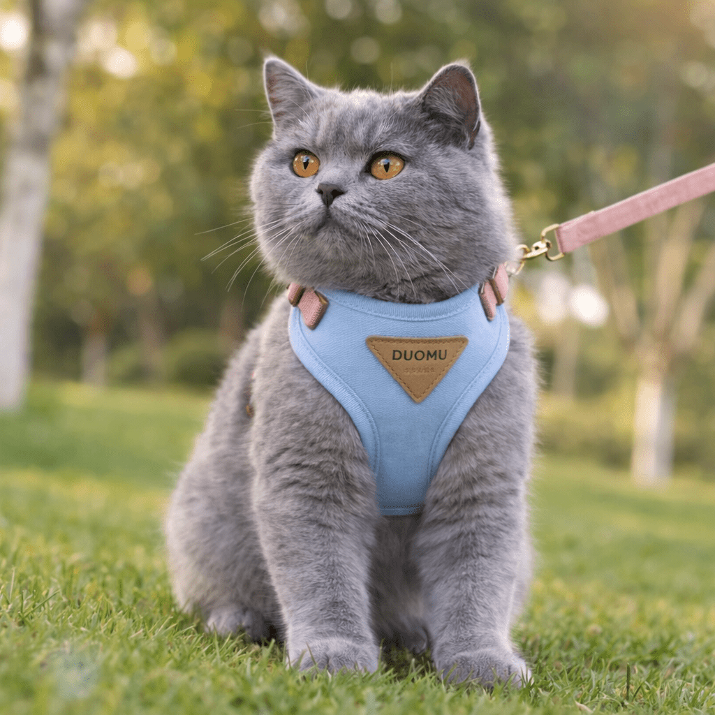 Le harnais confortable pour chat, pensé pour des promenades en toute sérénité - Paw Studio